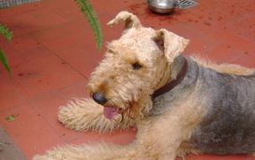 Airedale on the tile floor