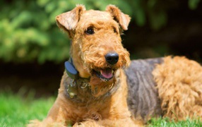Airedale smiling on grass