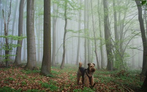 Airedale walks in the woods