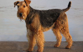 Мокрый эрдельтерьер у воды