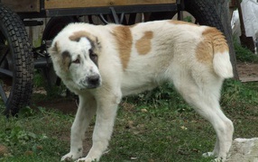Алабай заискивает перед хозяином
