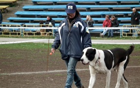 Алабай на выставке собак