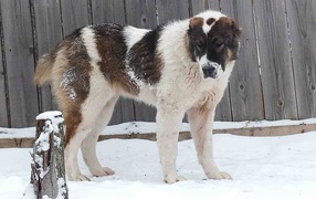 Алабай у забора