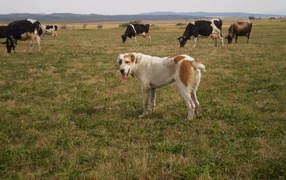 Alabai herding cows
