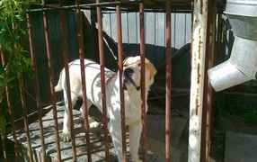 Алабай в клетке