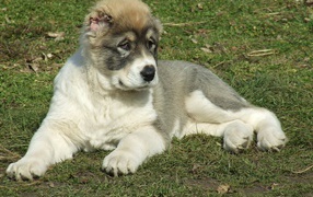 Alabai puppy on grass