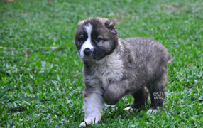 Alabai puppy runs through the grass