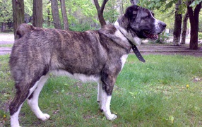 Алабай гуляет в парке