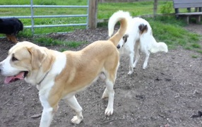 Алабай гуляет во дворе