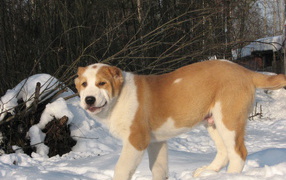 Алабай гуляет зимой