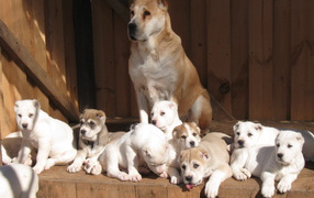 Алабай со своими щенками