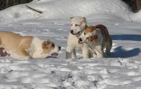 Алабаи играют в снегу