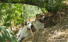 Алабаи отдыхают в тени