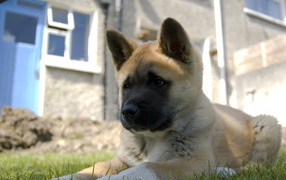 Щенок американской акиты