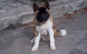 Американская акита сидит на цепи