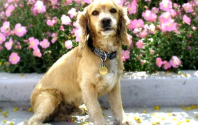 Американский кокер спаниель в цветах