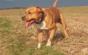 Американский стаффордширский терьер на прогулке