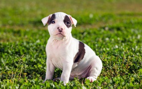 Щенок американского стаффордширского терьера