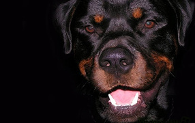Angry dog rottweiler