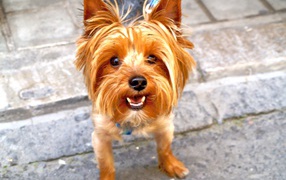 Рыжий йоркширский терьер