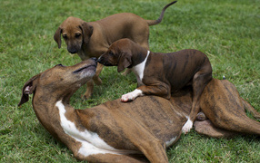 Мама азавак играет с щенками