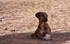 Азавак сидит в тени дерева