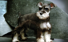 Малыш пес шнауцер