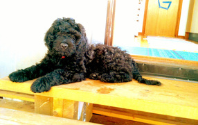 Барбет лежит на пороге