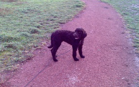 Барбет на дорожке