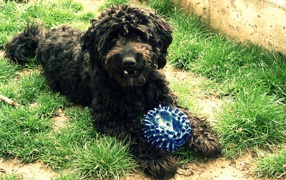 Барбет с игрушкой