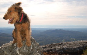 Beautiful Airedale in the mountains