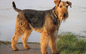 Красивый эрдельтерьер у воды