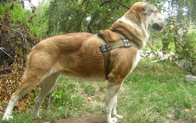 Красивая стойка алабая