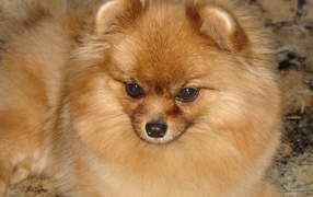 Красивый немецкий шпиц