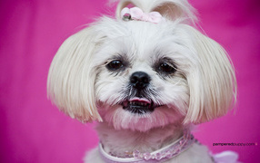 Красивая стрижка шитцу