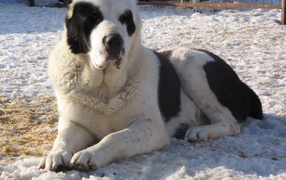 Красивый алабай в вольере