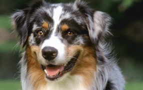 Beautiful collie dog