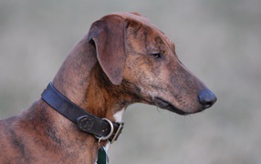 Красивая собака азавак