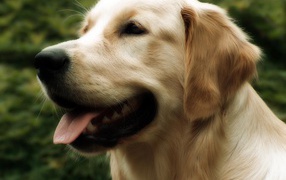 Красивый золотой ретривер