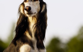 Beautiful greyhound