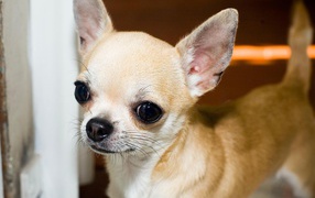 Beautiful muzzle Chihuahua