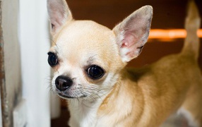 Красивая мордашка чихуахуа