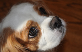 Красивая мордочка пекинеса