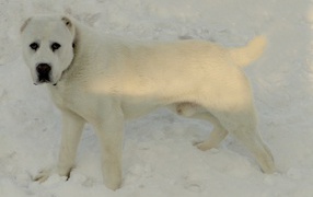 Красивый белый алабай