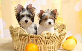 Собаки бивер йорк в корзинке