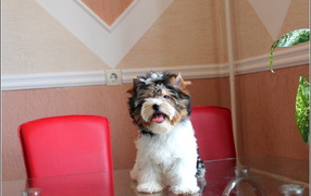 Бивер йорк на столе