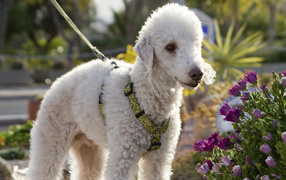 Бедлингтон терьер в цветах