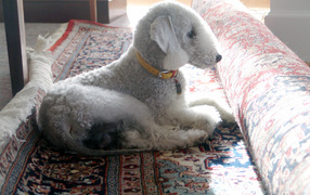 Бедлингтон терьер на ковре