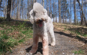 Бедлингтон терьер гуляет в лесу