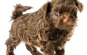 Болонка коричневого цвета